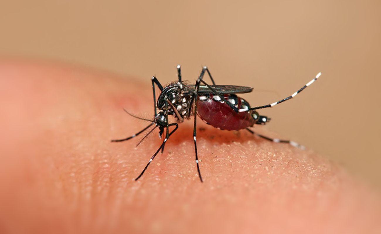 Prevén propagación del dengue en el Sur de Europa, Estados Unidos y África esta década, advierte OMS