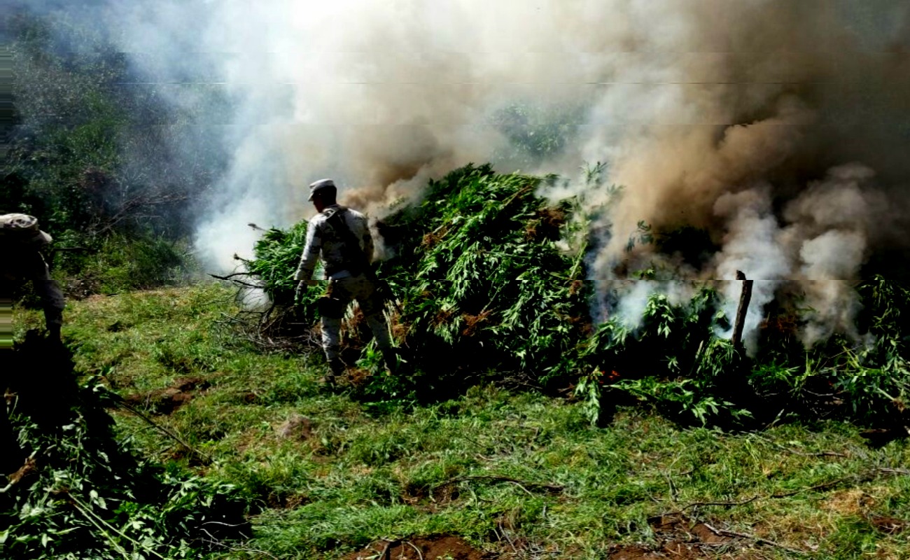 Erradican soldados cinco plantíos de amapola y dos de marihuana