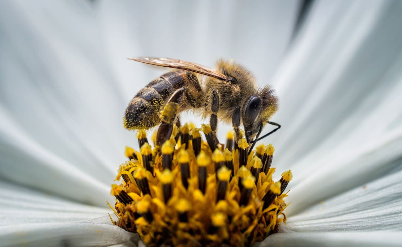 Cuenta México con lineamientos e instrumentos para el cuidado de las abejas