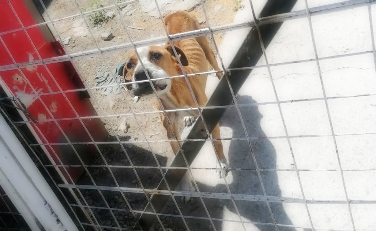 Rescatan a perro en condición de abandono en el Mariano Matamoros