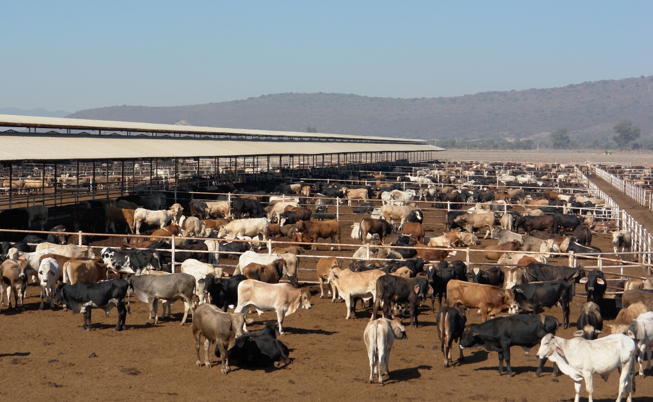 Combaten tuberculosis bovina en Baja California