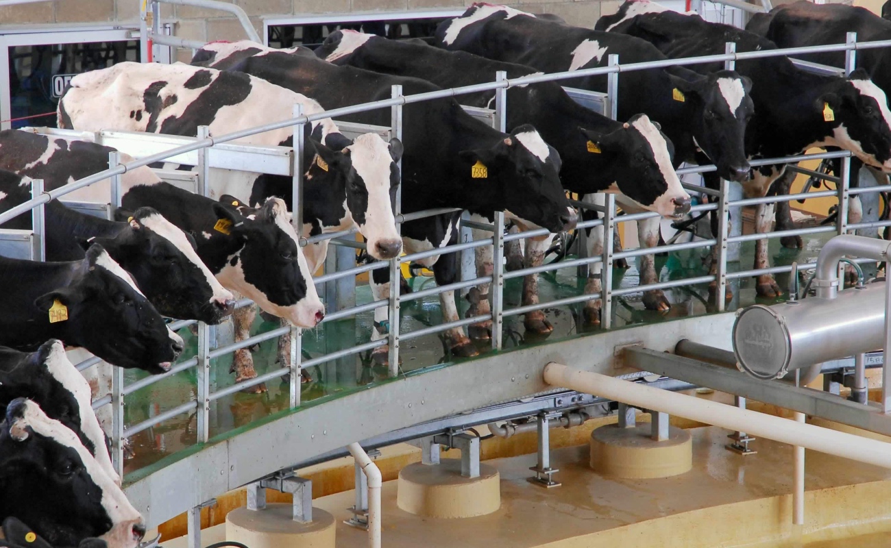 Impulsan Agricultura y productores de leche acciones de sanidad, mejoramiento genético y regulación del mercado