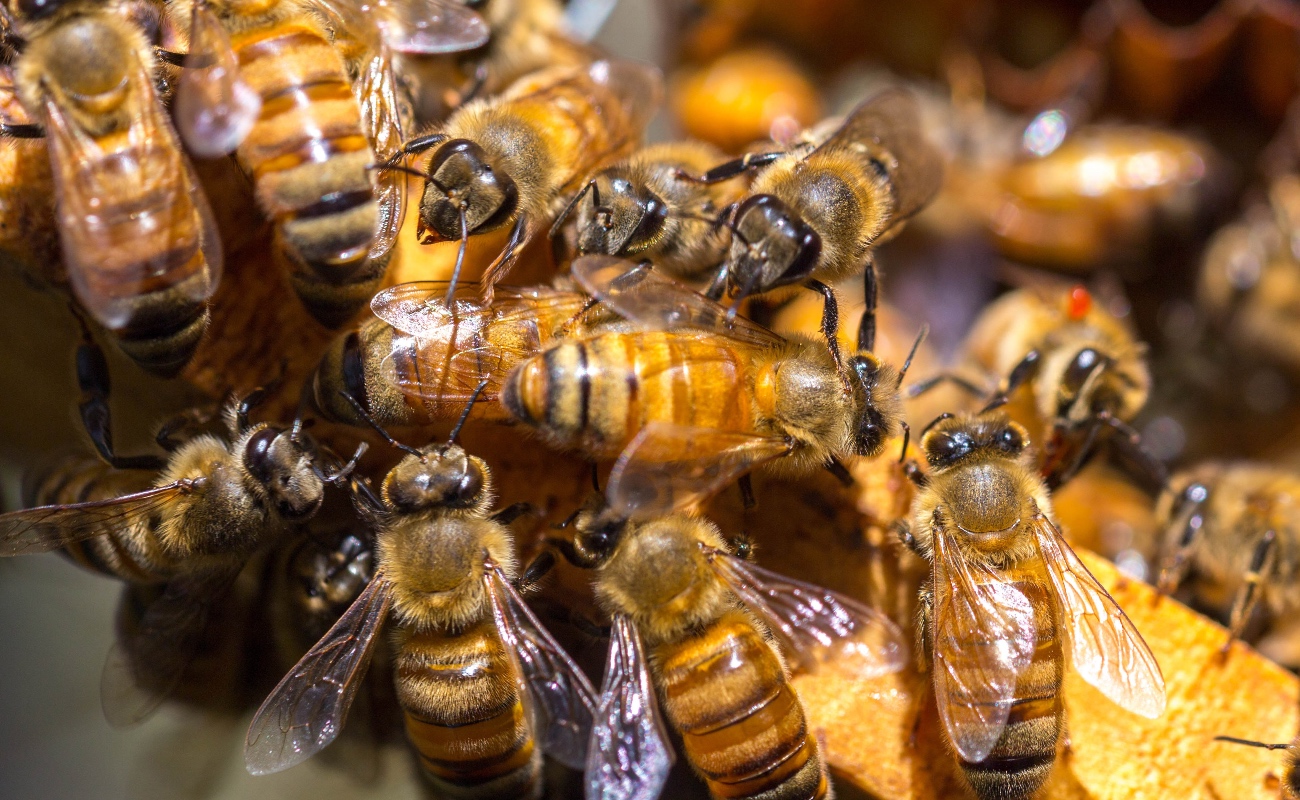 ¿Qué amenaza a las abejas?