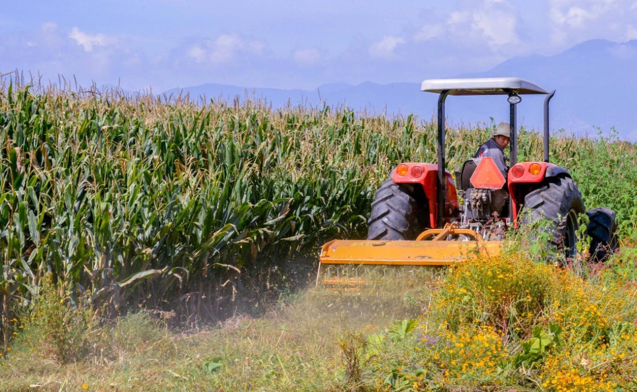 Aplica Segalmex apoyo extraordinario a productores de maíz de ocho entidades