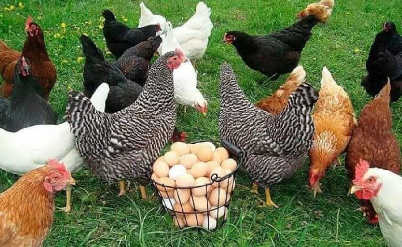 Sector avícola, estratégico en las metas de autosuficiencia alimentaria en el país: Agricultura