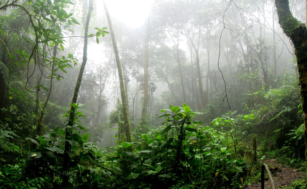 Buscan plan de acción para conservar la Amazonía