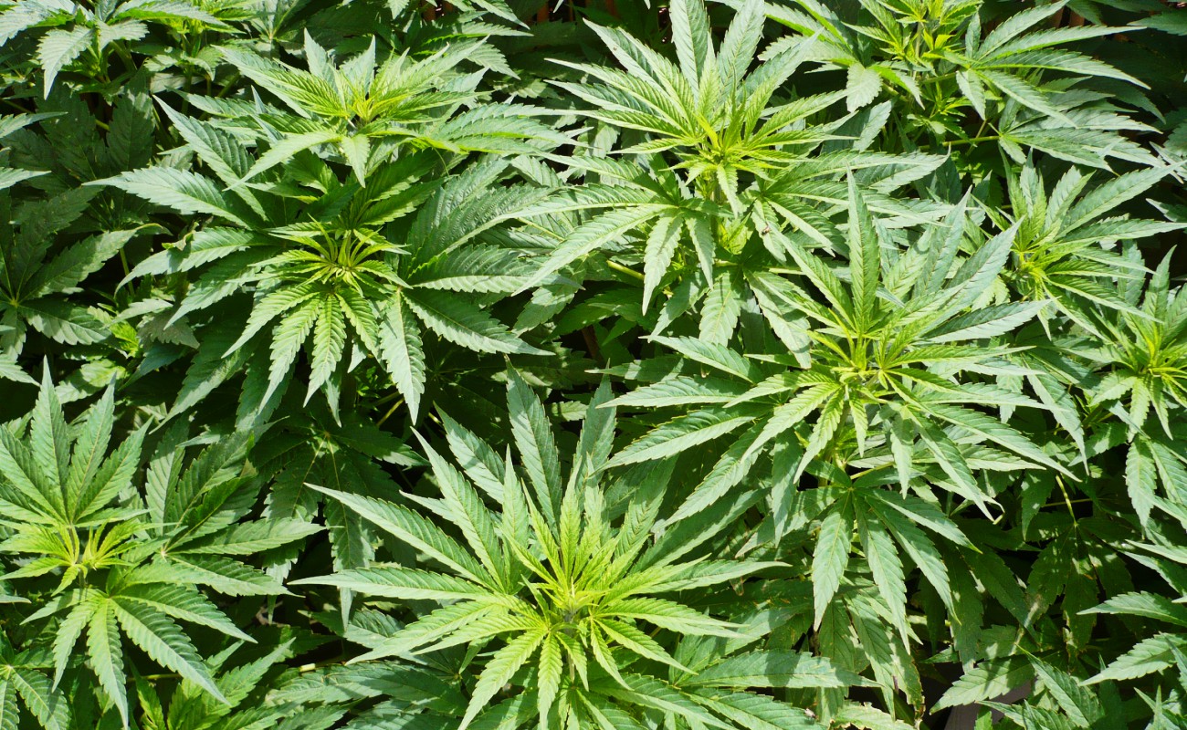 Queman en Ensenada más de 100 mil plantas de marihuana