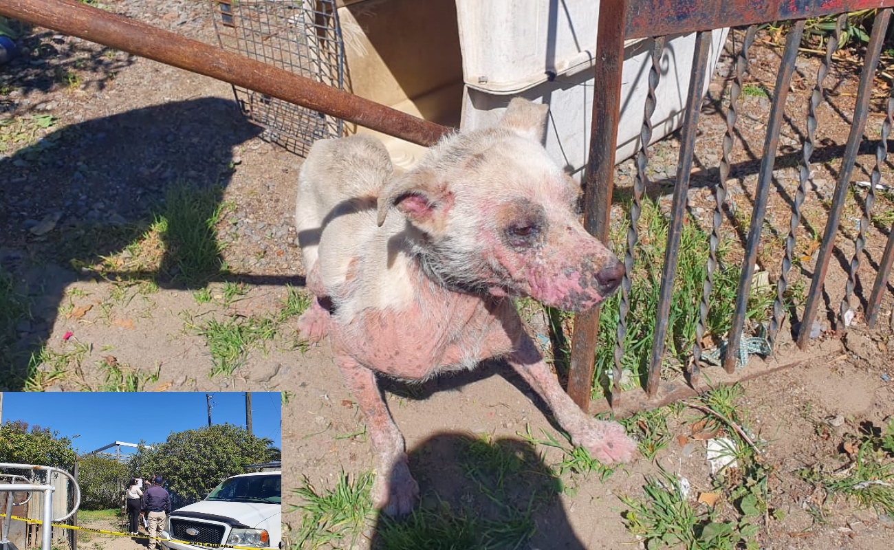Catean predio en Ensenada para rescatar a perro que sufría maltrato
