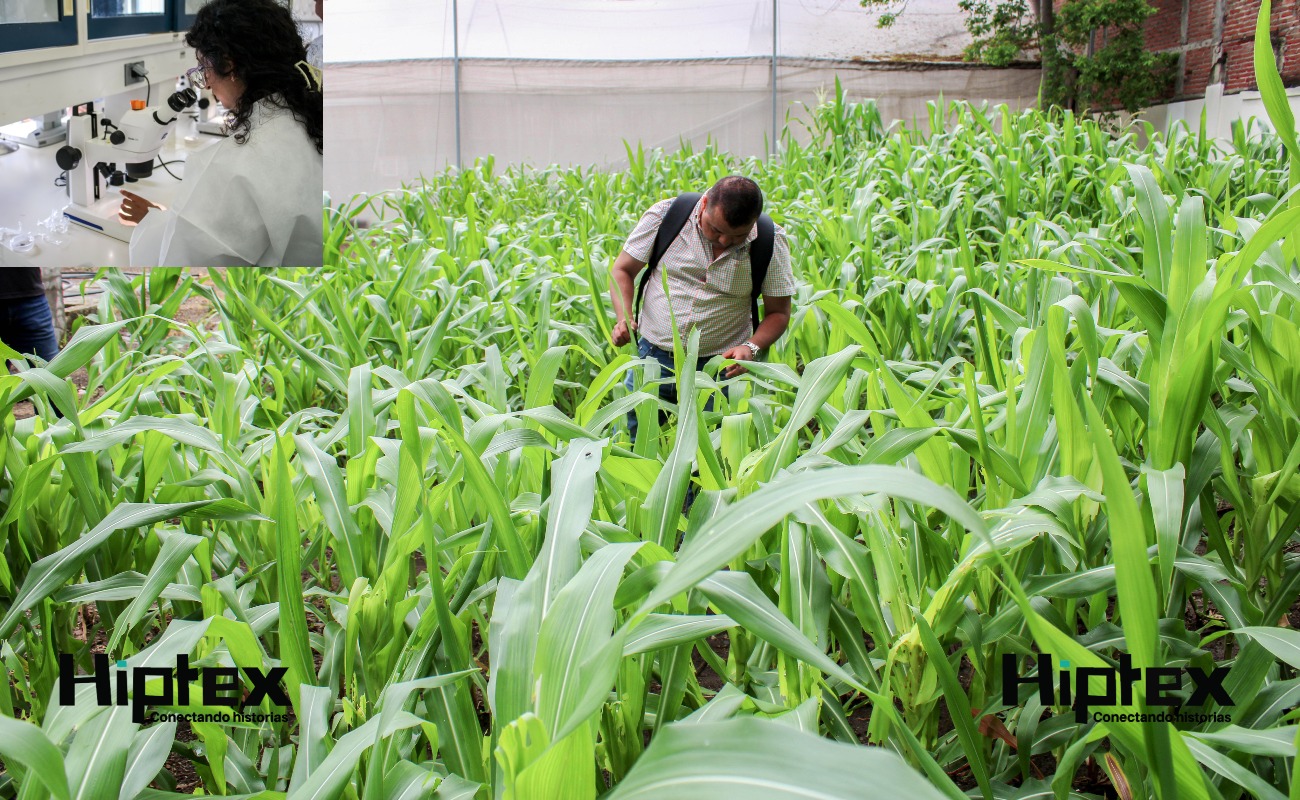 Aplica Agricultura técnicas sustentables para el control de plagas del maíz
