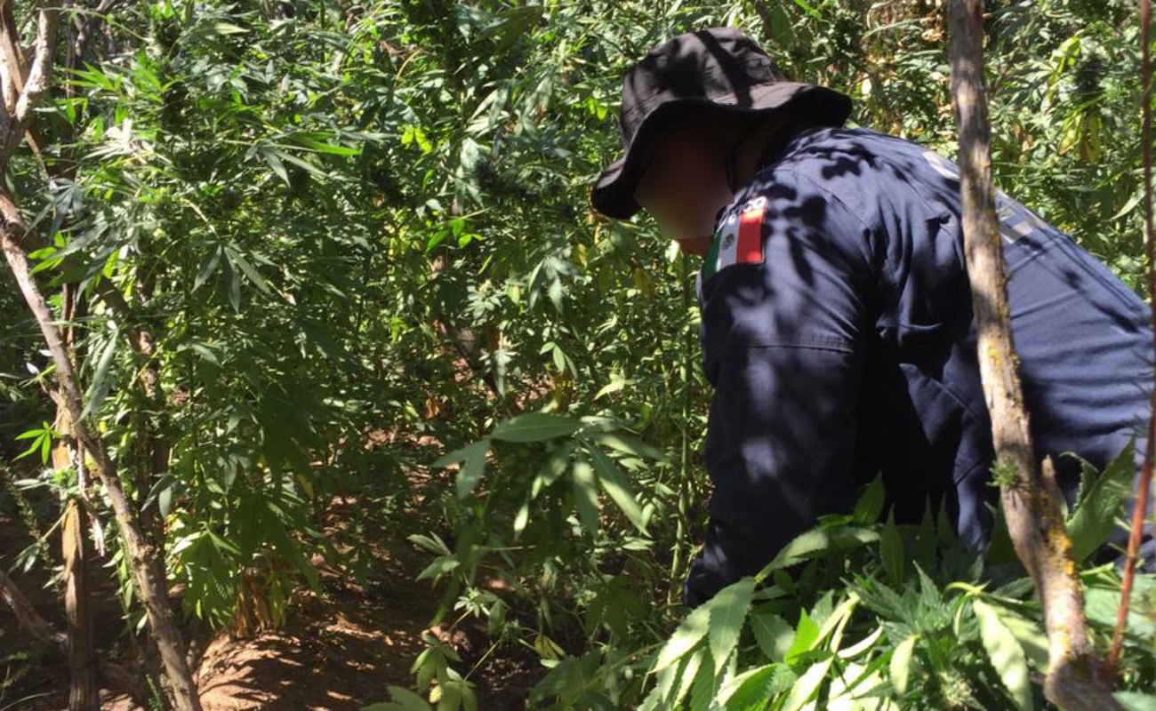 Erradican plantío de marihuana en rancho El Álamo, en Tecate