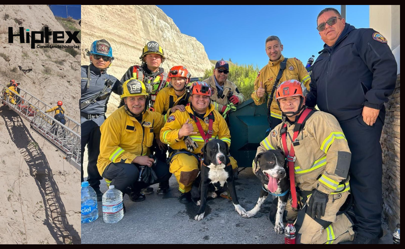 Rescatan Bomberos de Tijuana a dos perritos de un cerro