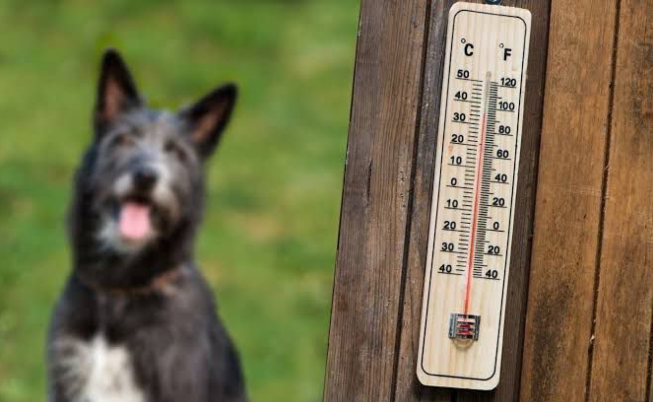 Llaman a proteger a población vulnerable y mascotas ante ola de calor