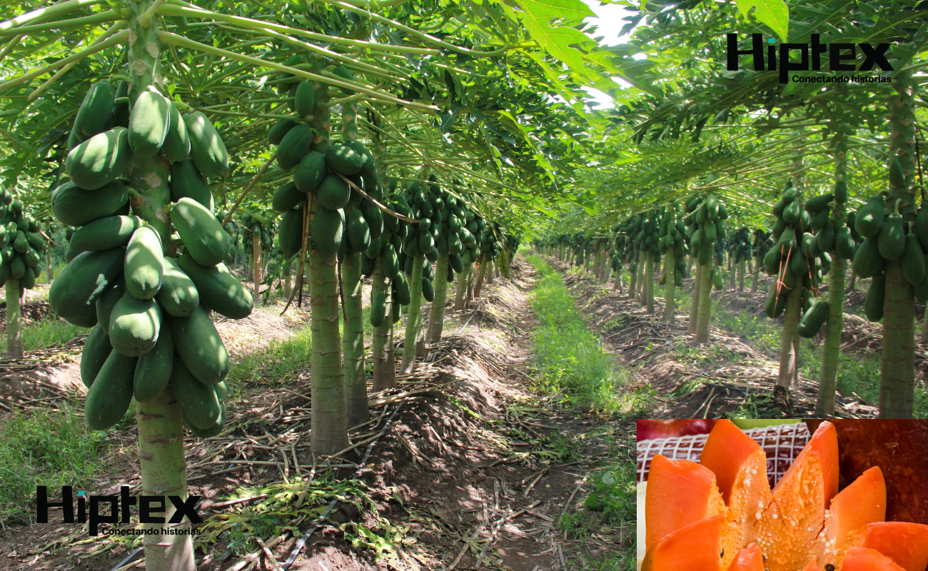 Crece 48.3 por ciento la producción nacional de papaya ante mayores rendimientos por hectárea