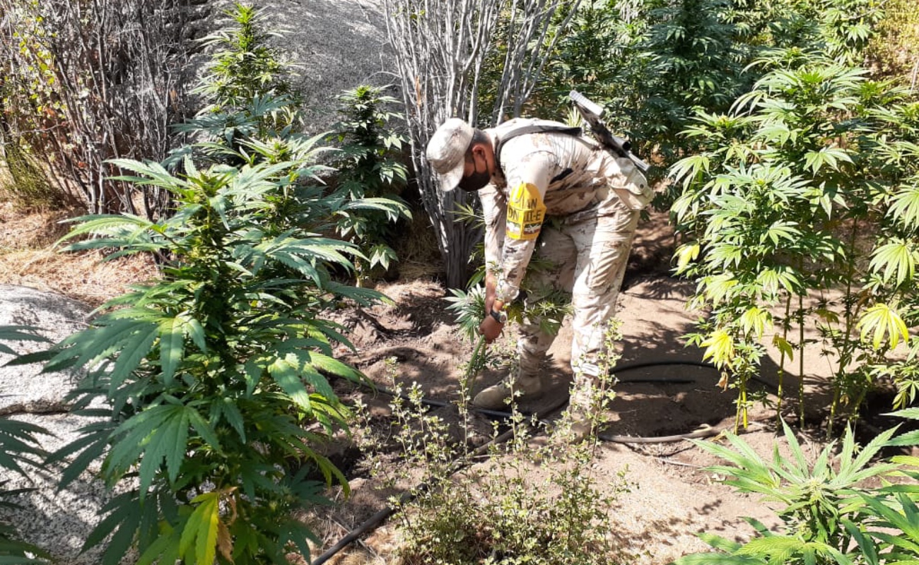 Erradican 16 plantíos de marihuana en Tecate y Ensenada