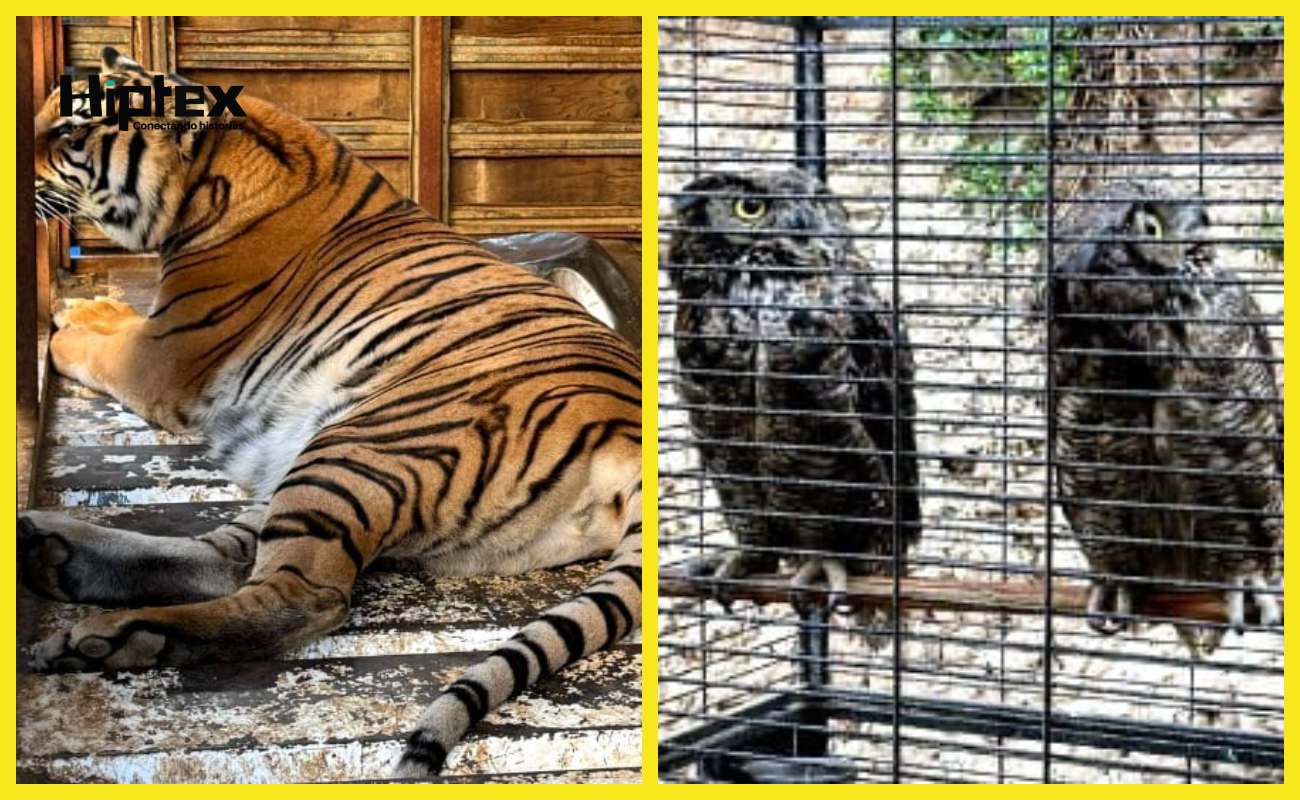 Aseguran un tigre siberiano y otros animales durante cateo en la colonia Buena Vista de Tijuana