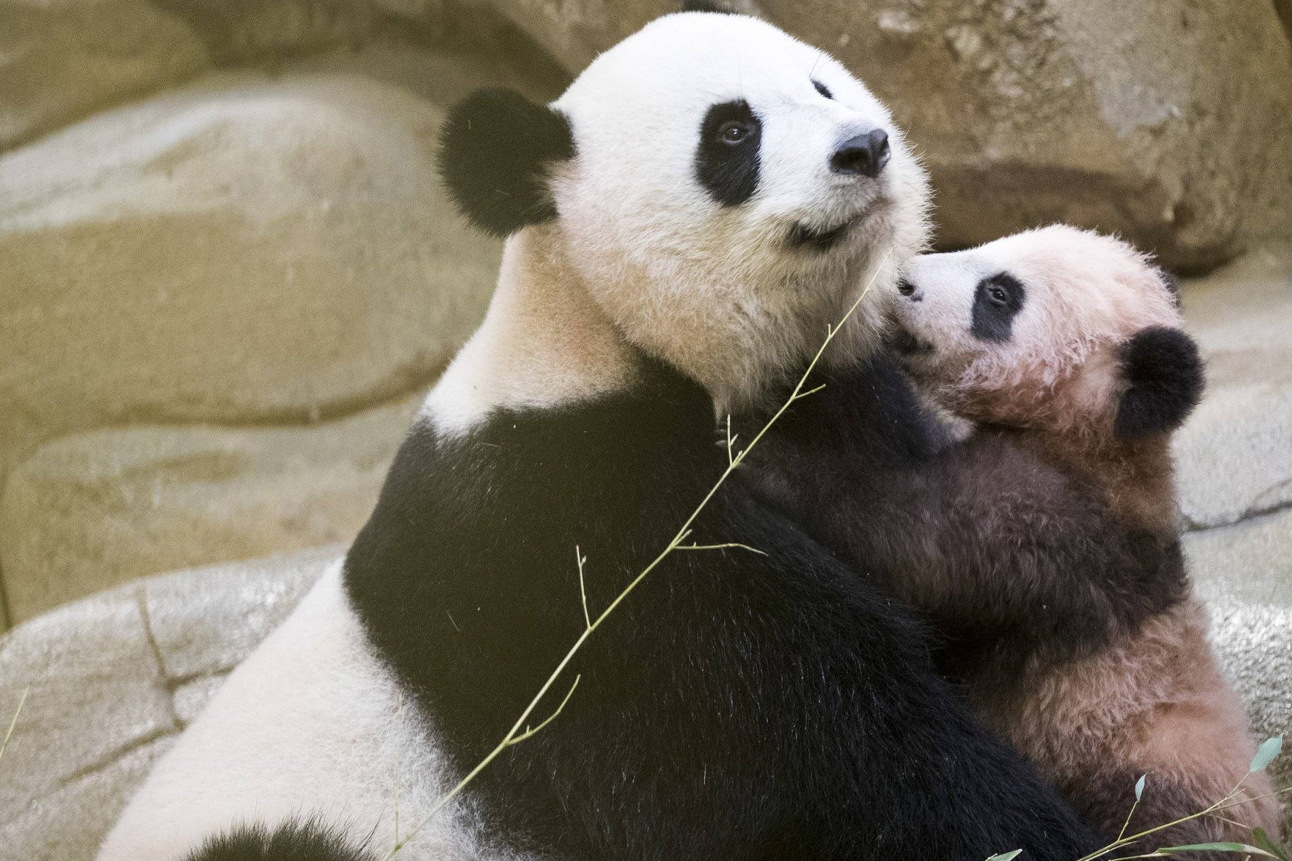 Presentan a primer panda nacido en Francia