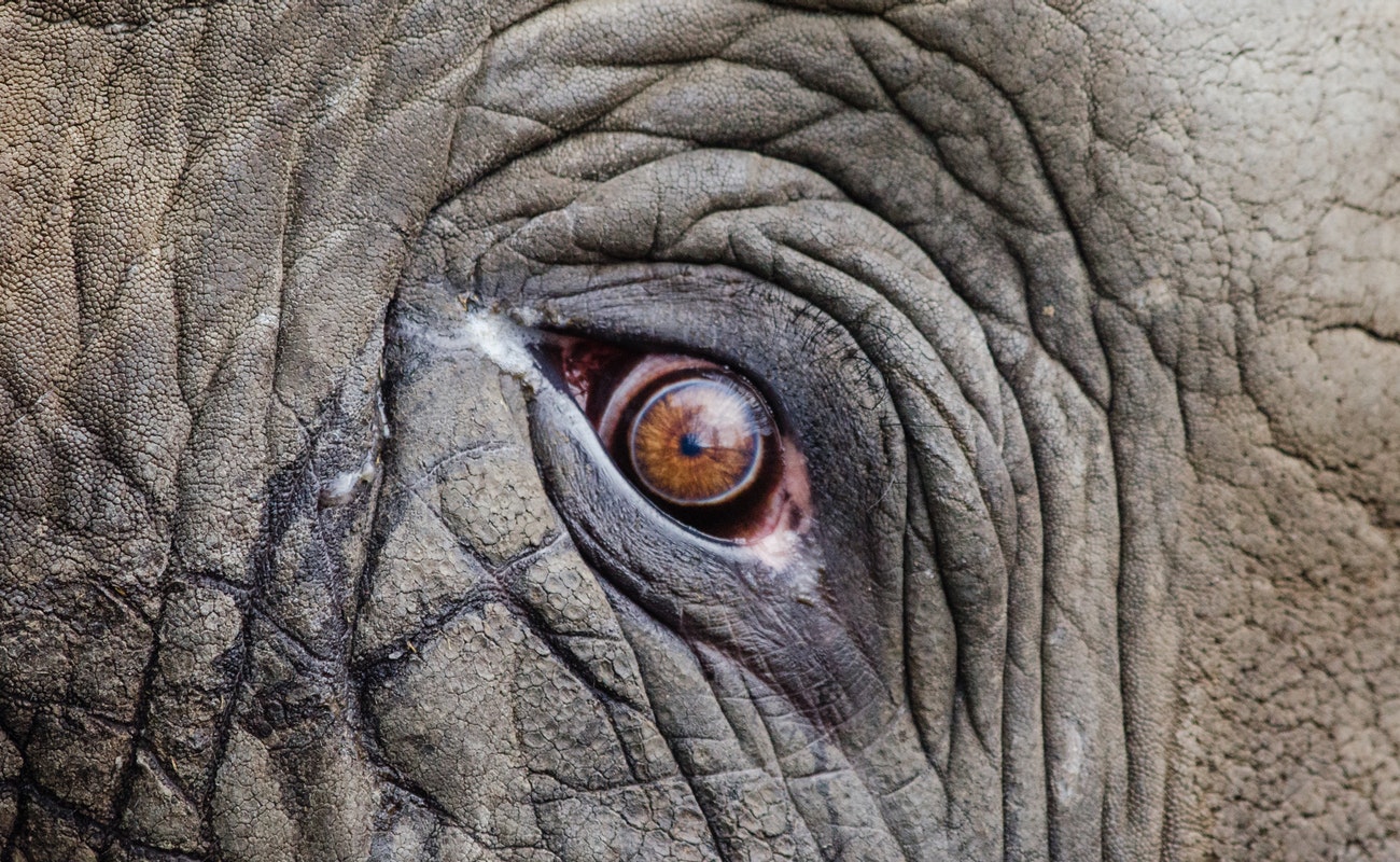Hallan cadáveres de 87 elefantes en reserva silvestre africana