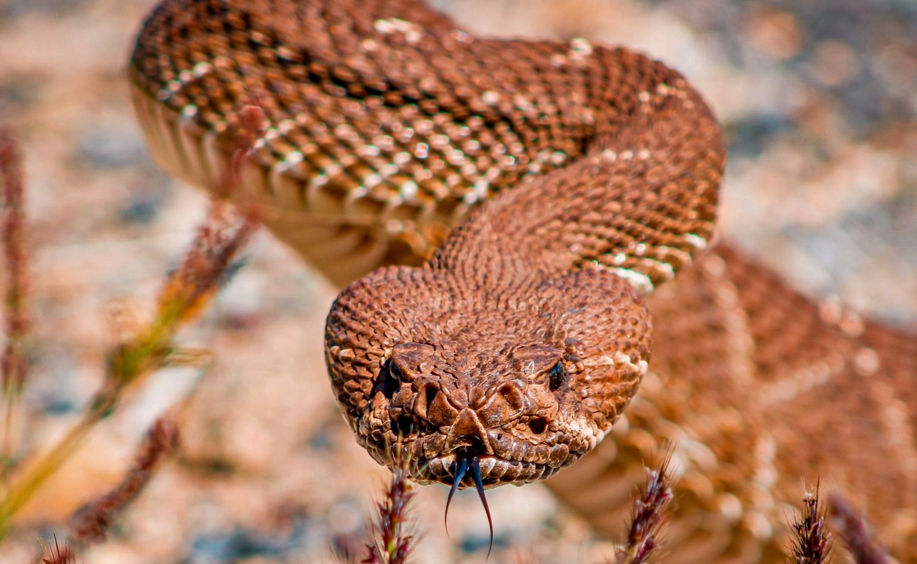Emiten recomendaciones en caso de encuentro con serpiente de cascabel