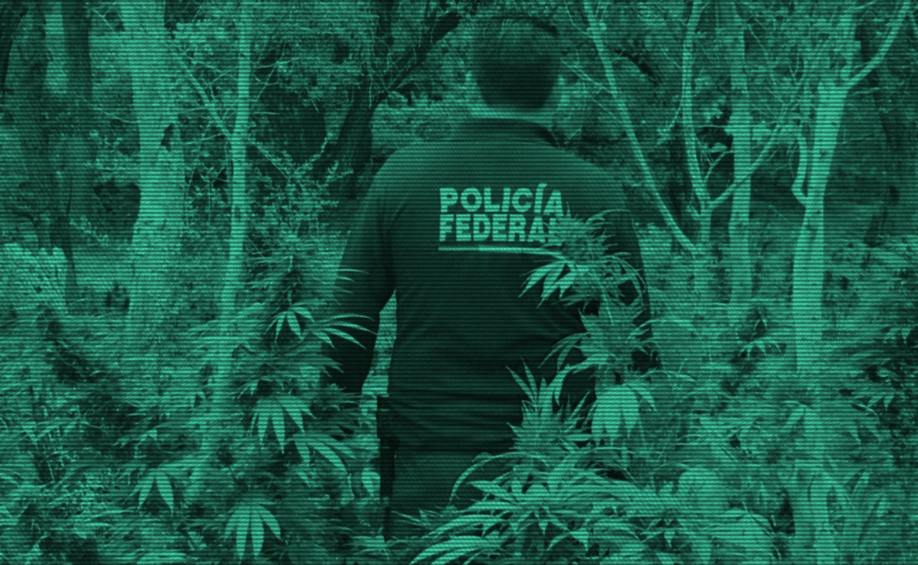 Destruyen en Mexicali 66 mil plantas de marihuana
