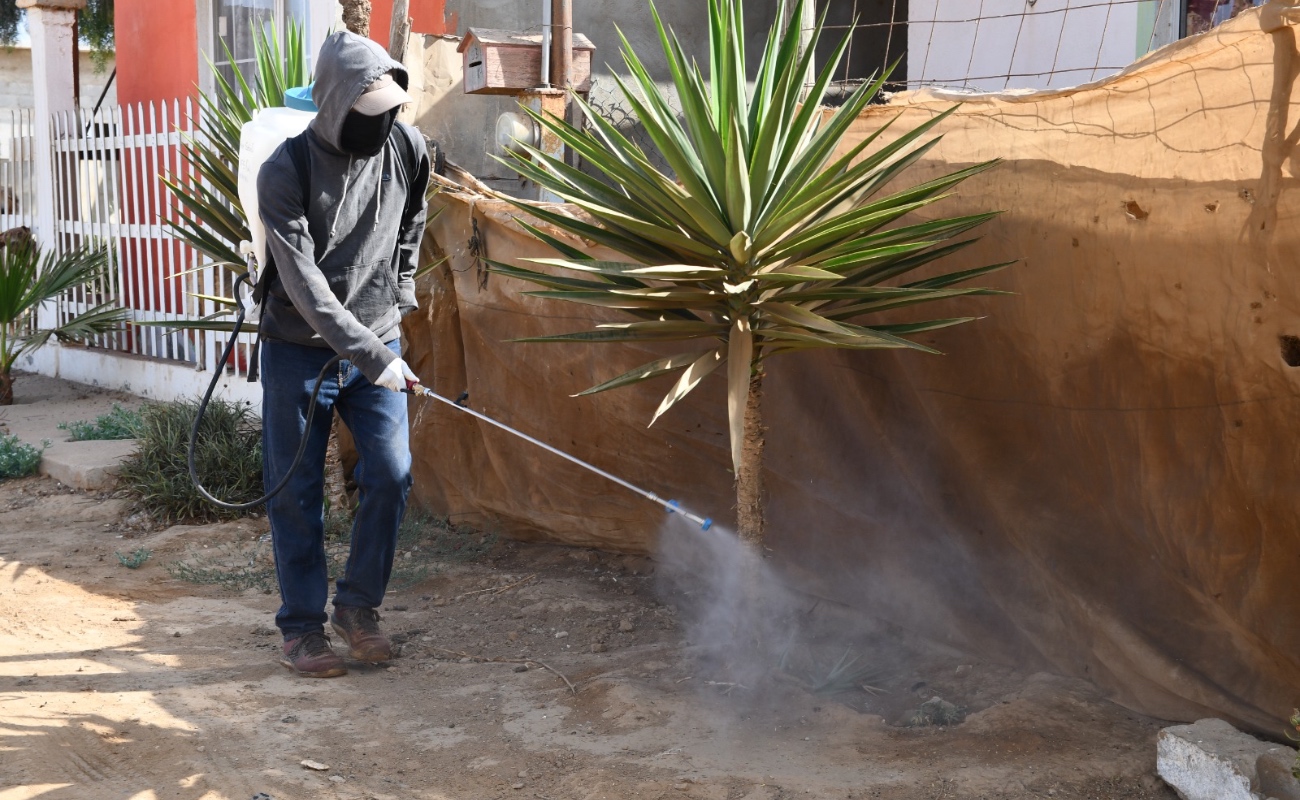 Continúan jornadas de fumigación en San Quintín