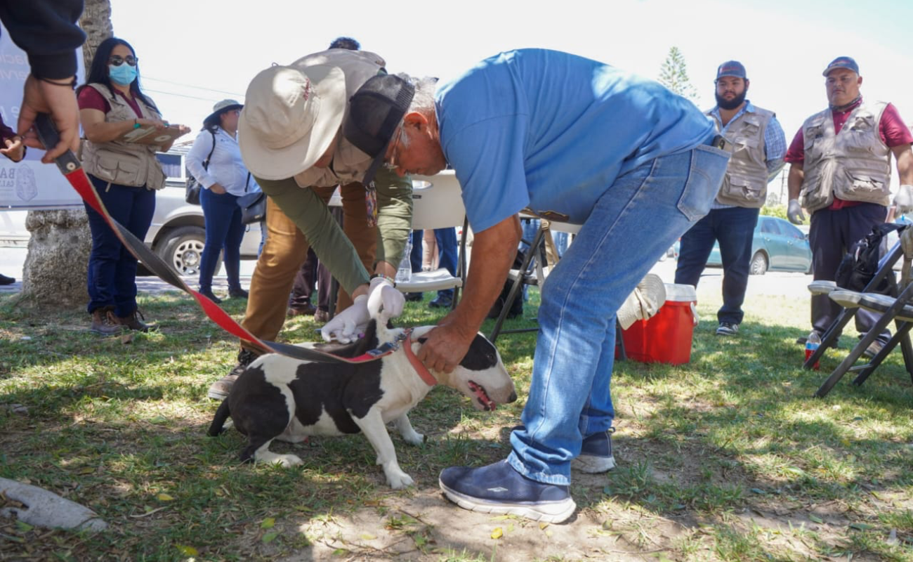 Mantienen programa de esterilización y prevención de enfermedades de mascotas en San Felipe