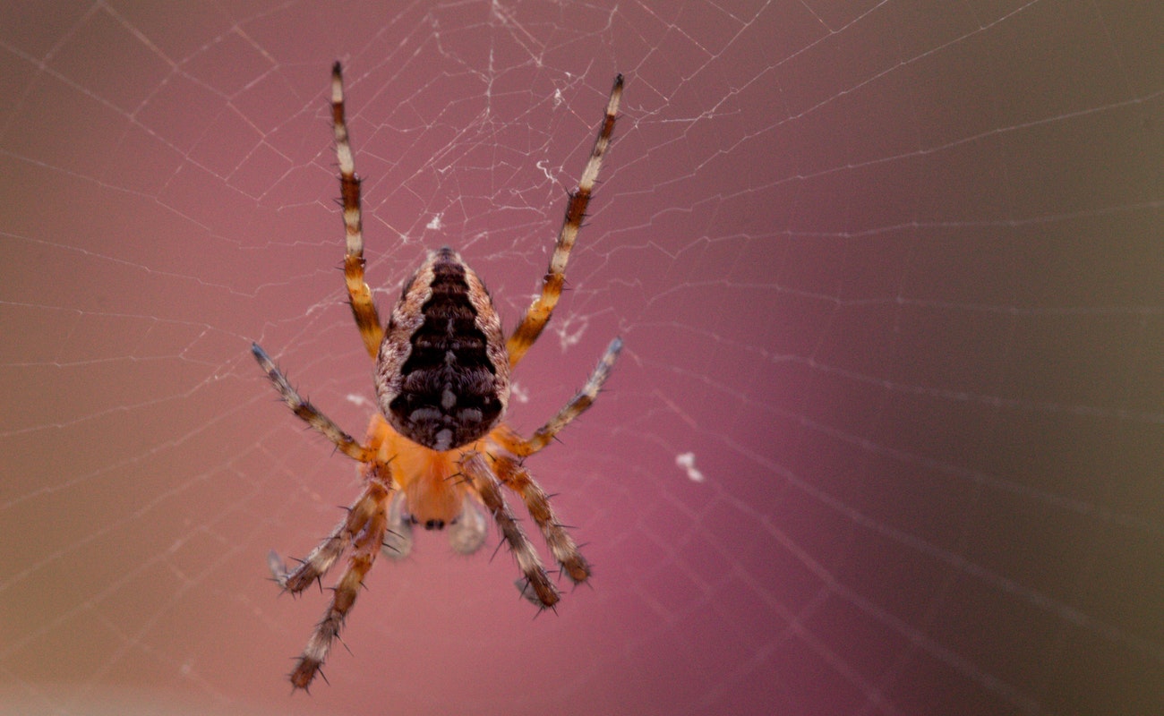 Advierten sobre picaduras de arañas; pueden ser letales