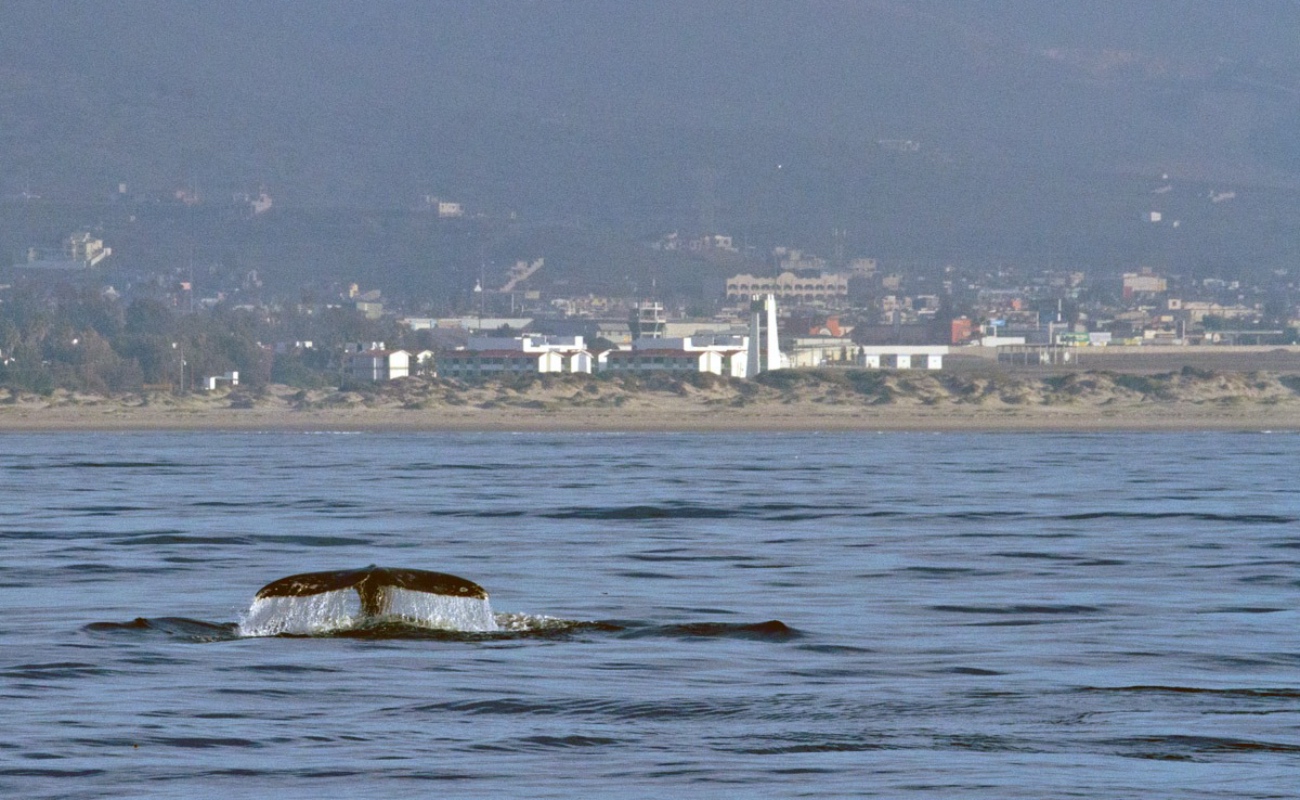 Disfruta el avistamiento de ballena en Bahía Todos Santos en Ensenada