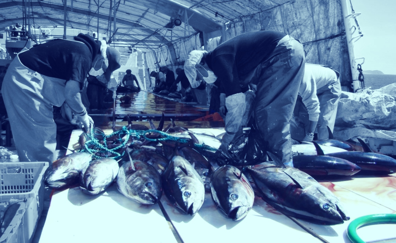 Liberan 245 toneladas de atún aleta azul sobre capturada en 2018
