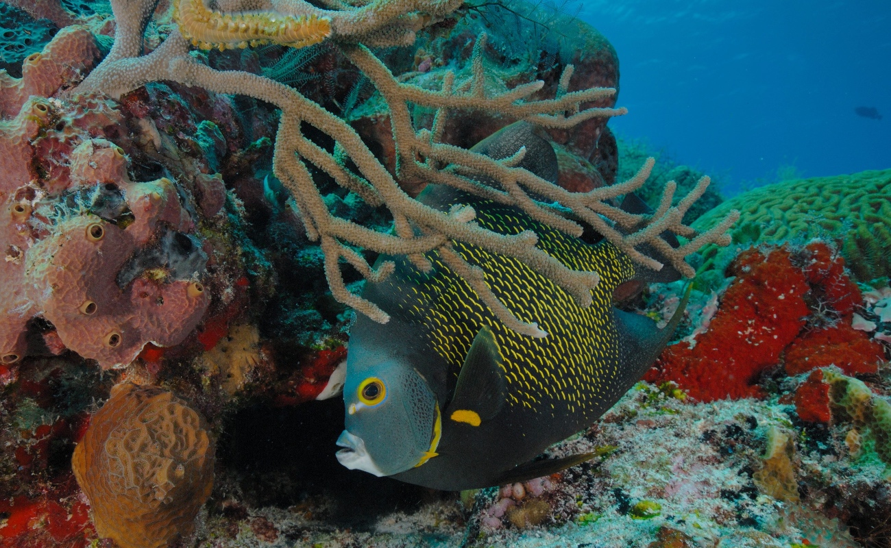 Se suma la UNESCO a la conservación de arrecifes en Cozumel