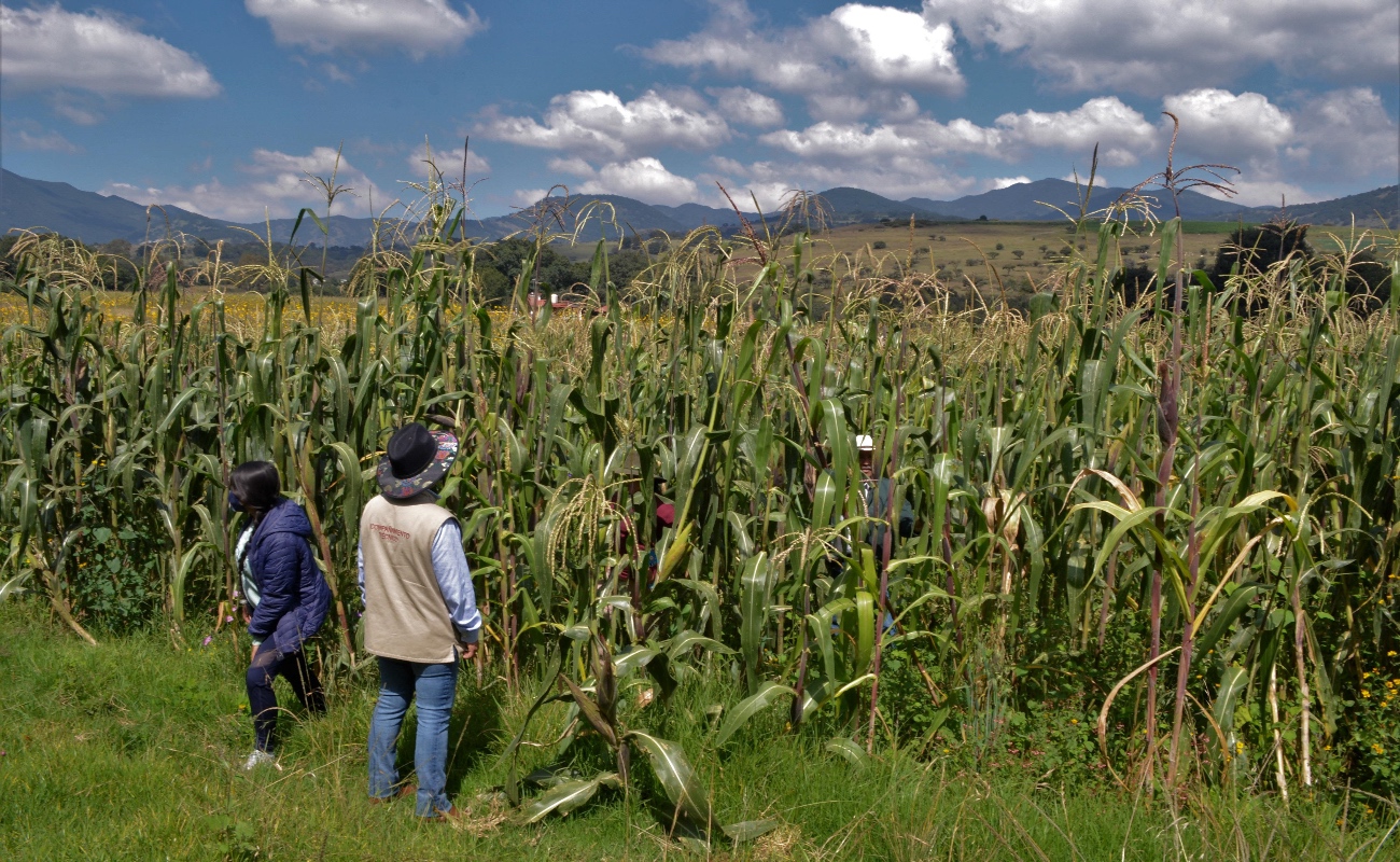 Producción para el Bienestar apoya a 139 mil productores, la mayoría recién incorporados a su padrón