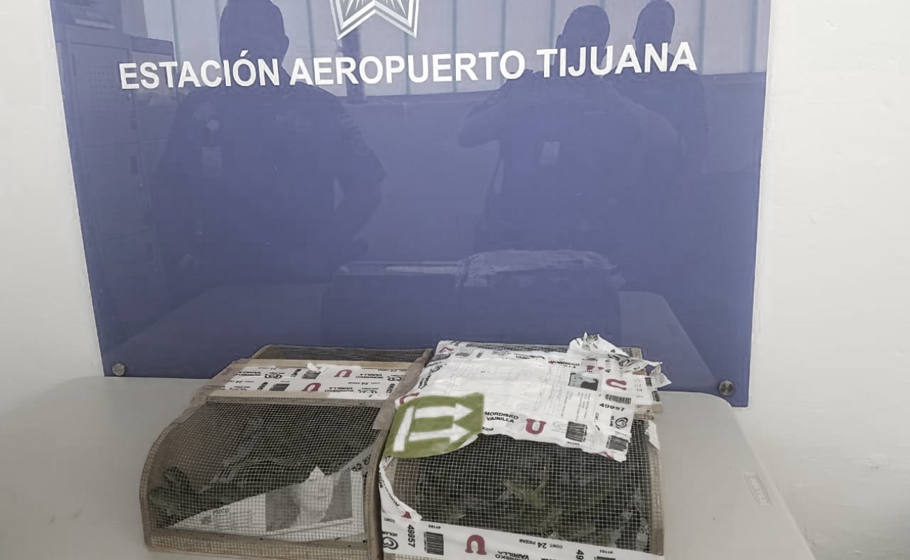 Detectan federales 80 iguanas verdes en el Aeropuerto de Tijuana