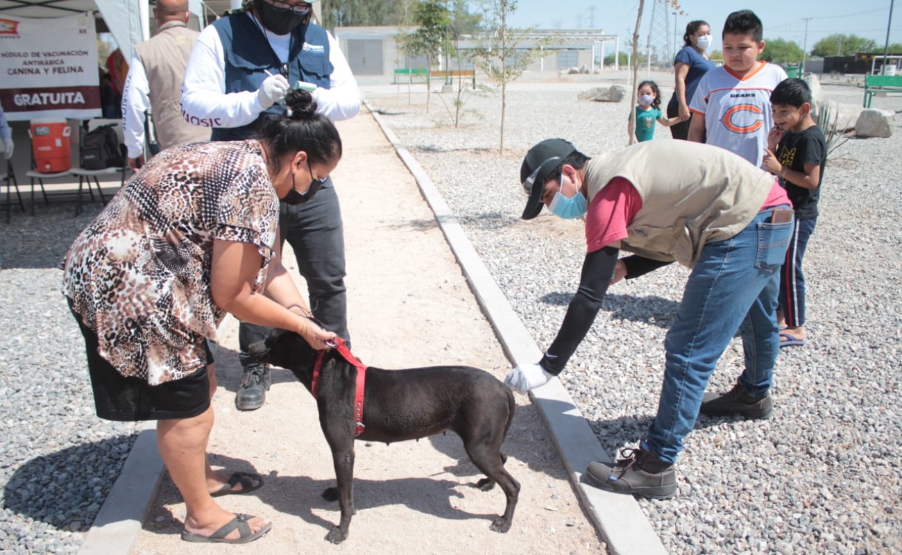 Realizarán jornada de vacunación de mascotas en Tecate