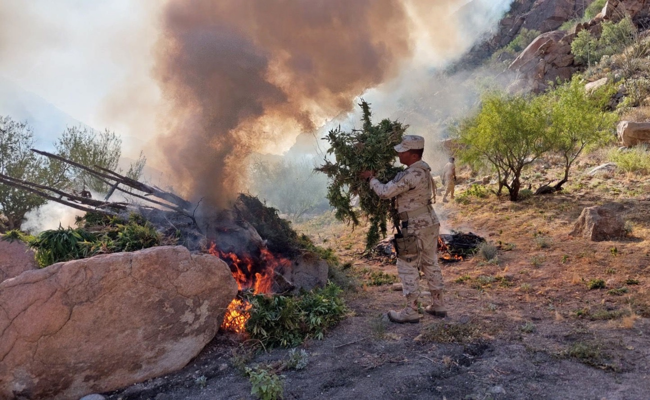 Hallan y destruyen más de un millón de plantas de marihuana en Mexicali