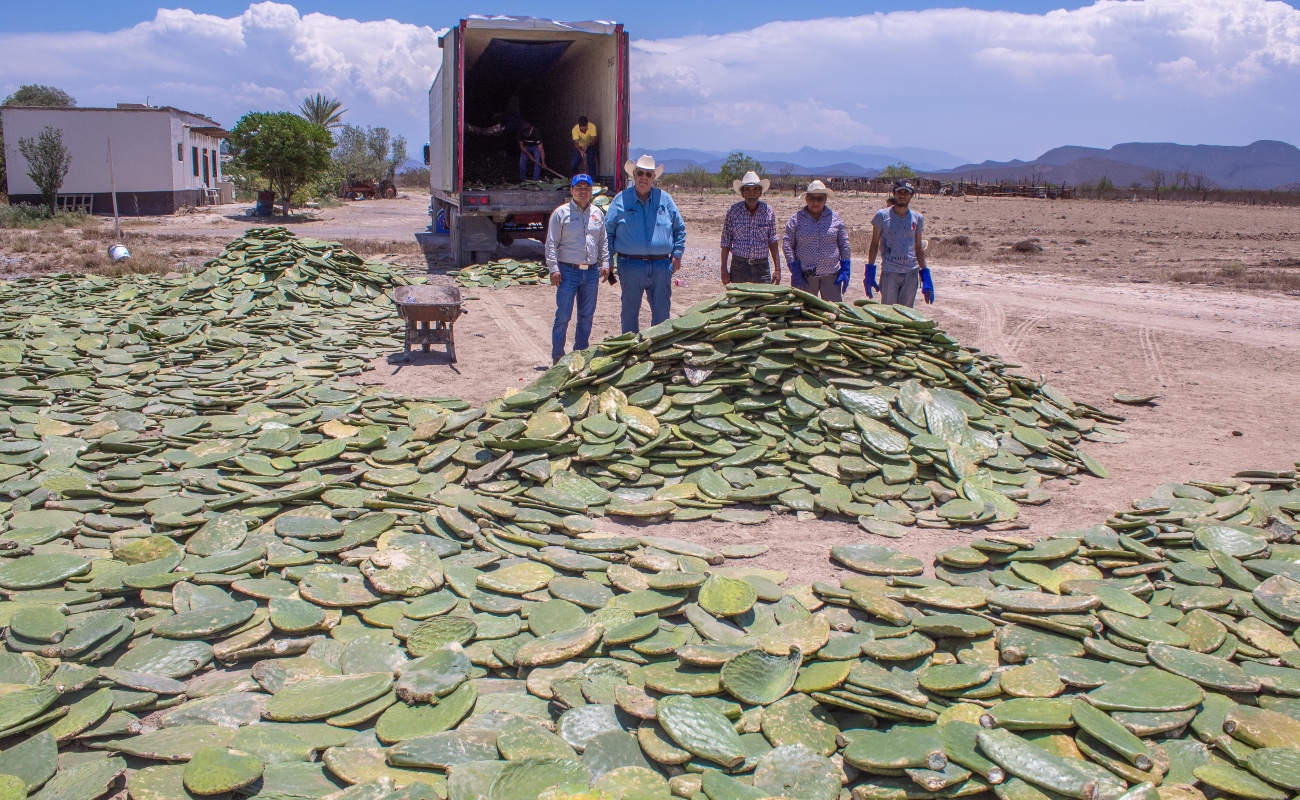 Establecerá Agricultura viveros de nopal sin espinas en siete municipios de Zacatecas