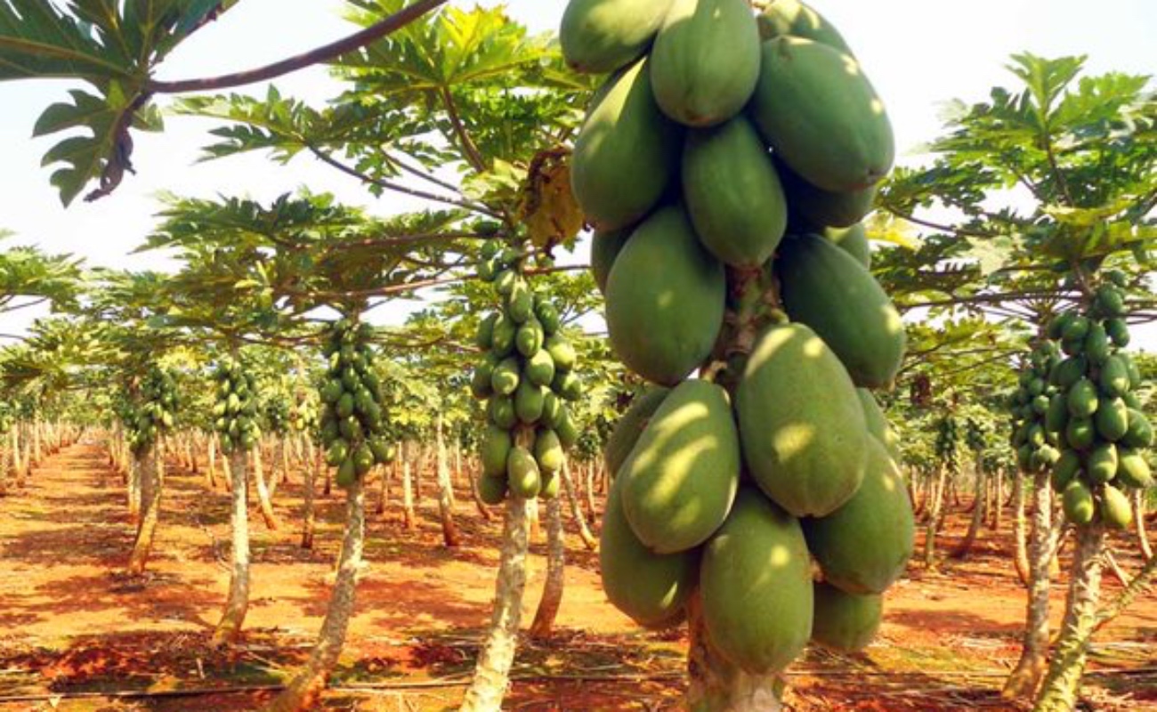 Impulsan producción y exportaciones de papaya mexicana