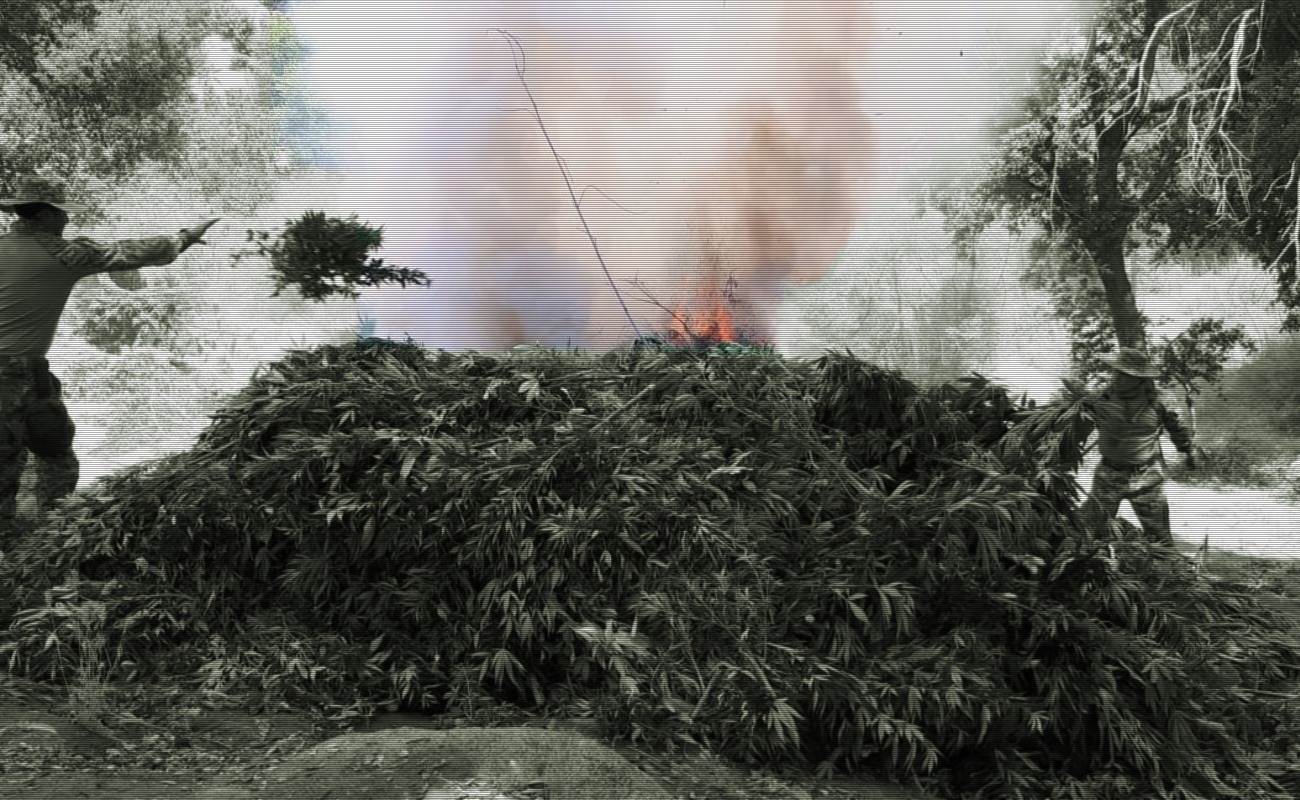Erradican plantío de marihuana en Valle de las Palmas