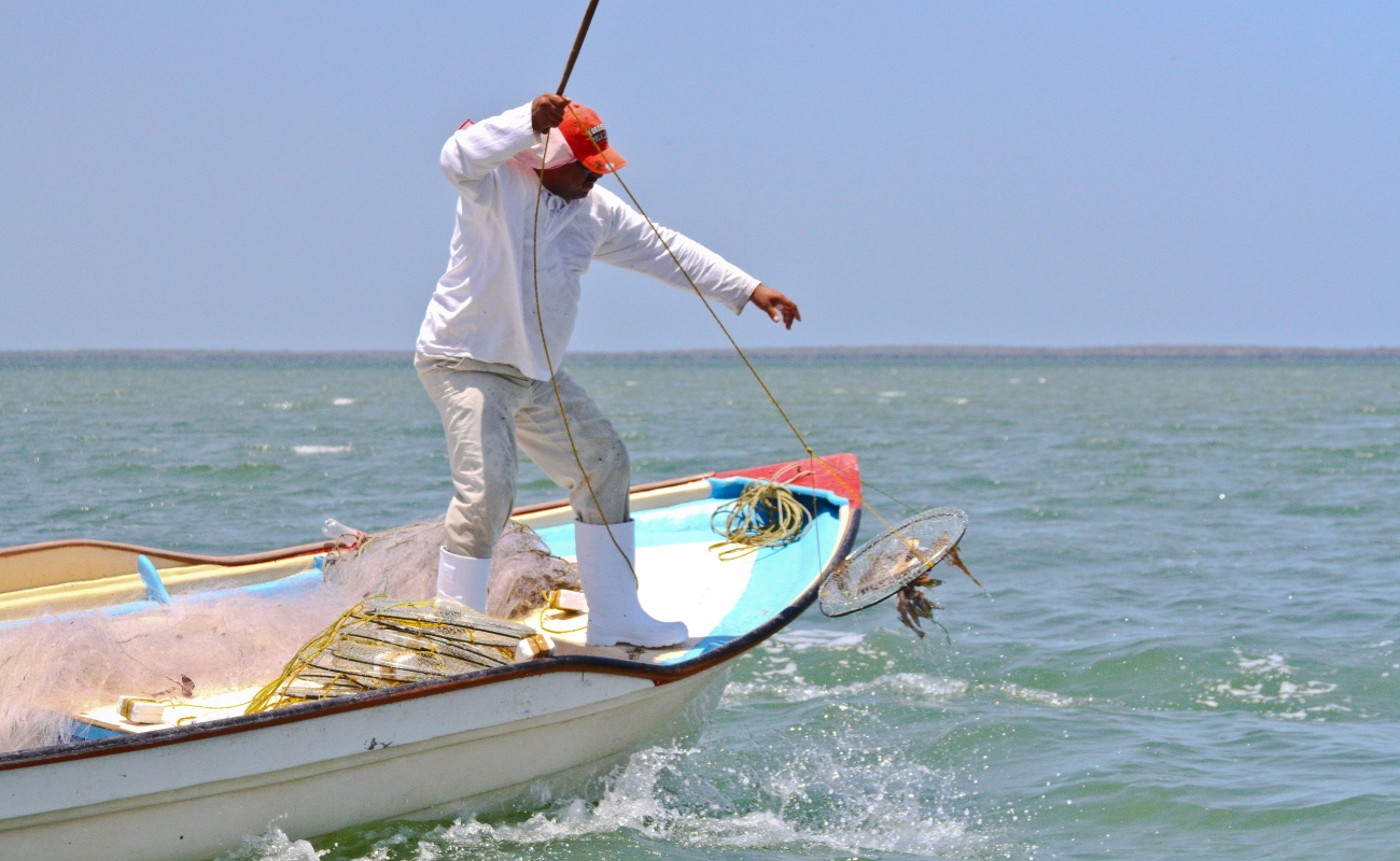 Adelantan inicio de captura de jaiba en Sinaloa, para beneficio de los pescadores de la zona