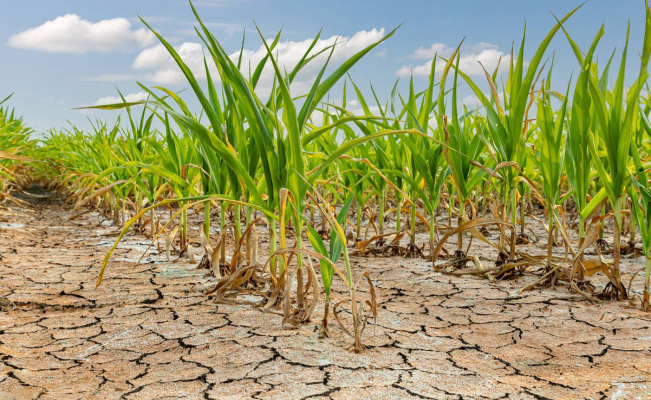 Desarrolla Agricultura innovaciones y medidas para combatir efectos de la sequía en los cultivos