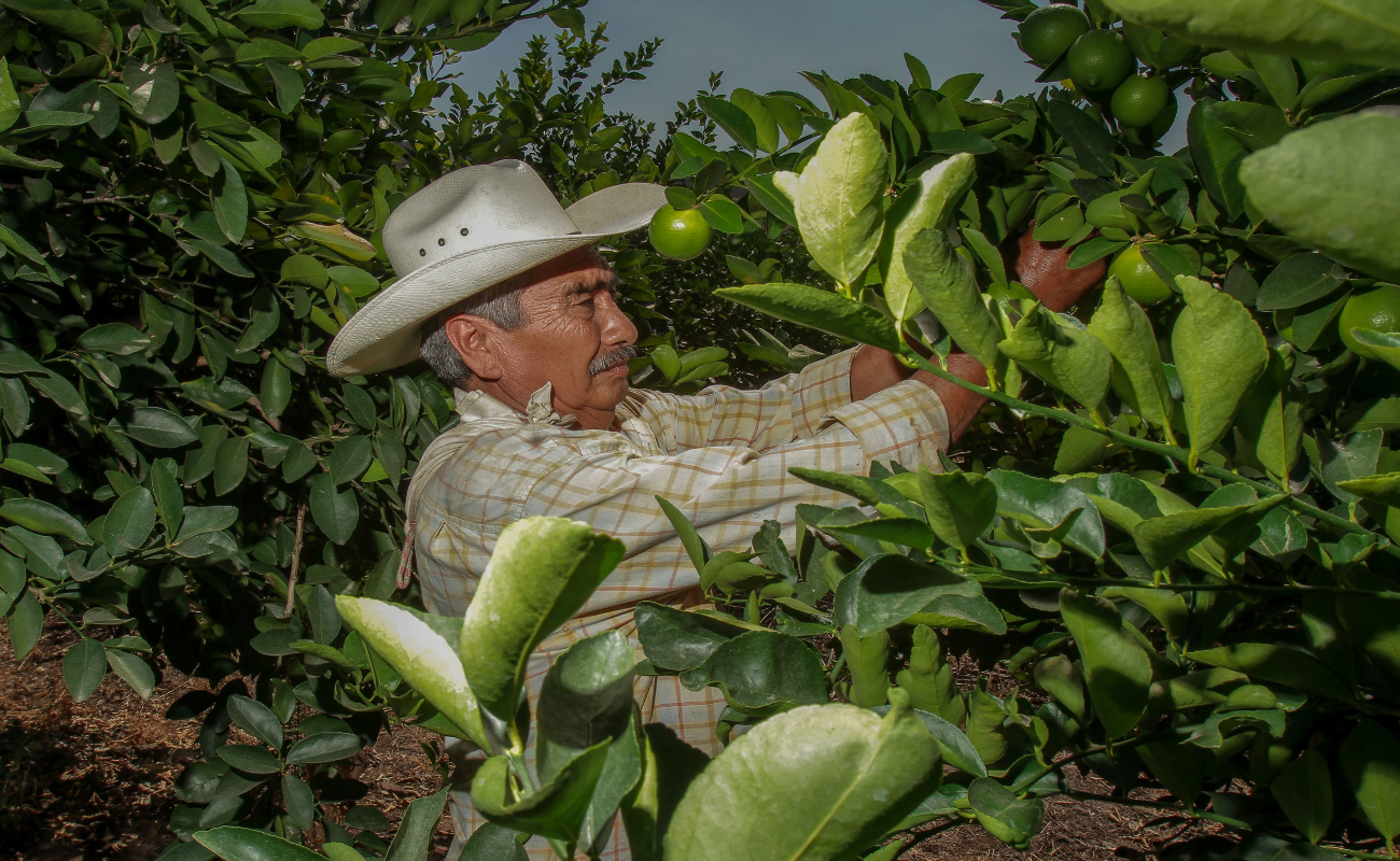 Inicia Agricultura Red de Monitoreo en México, con instalación de trampas para monitorear y alertar sobre plagas en zonas citrícolas