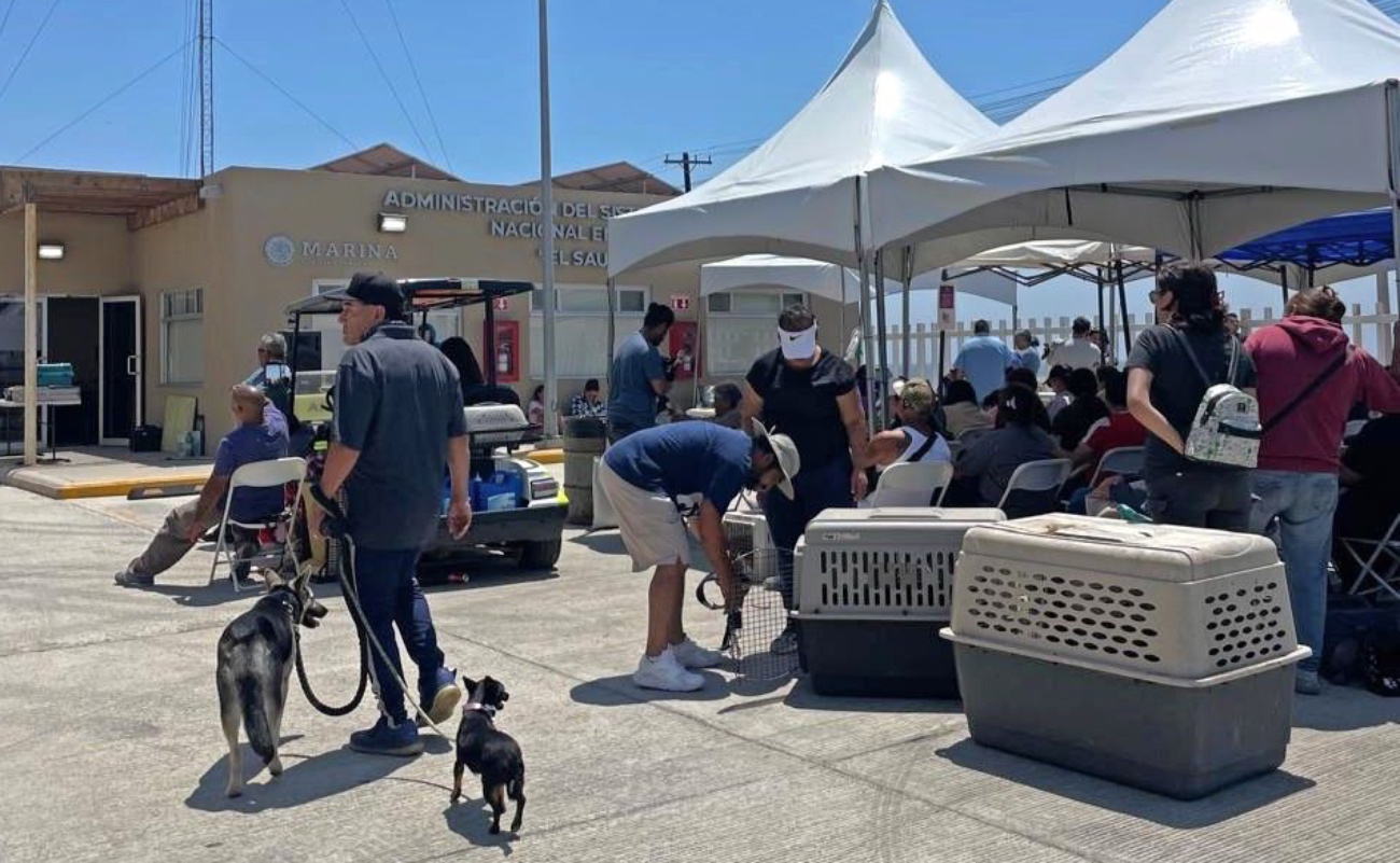 Esterilizan Asipona y 4 Patas 215 perros y gatos en Manchuria