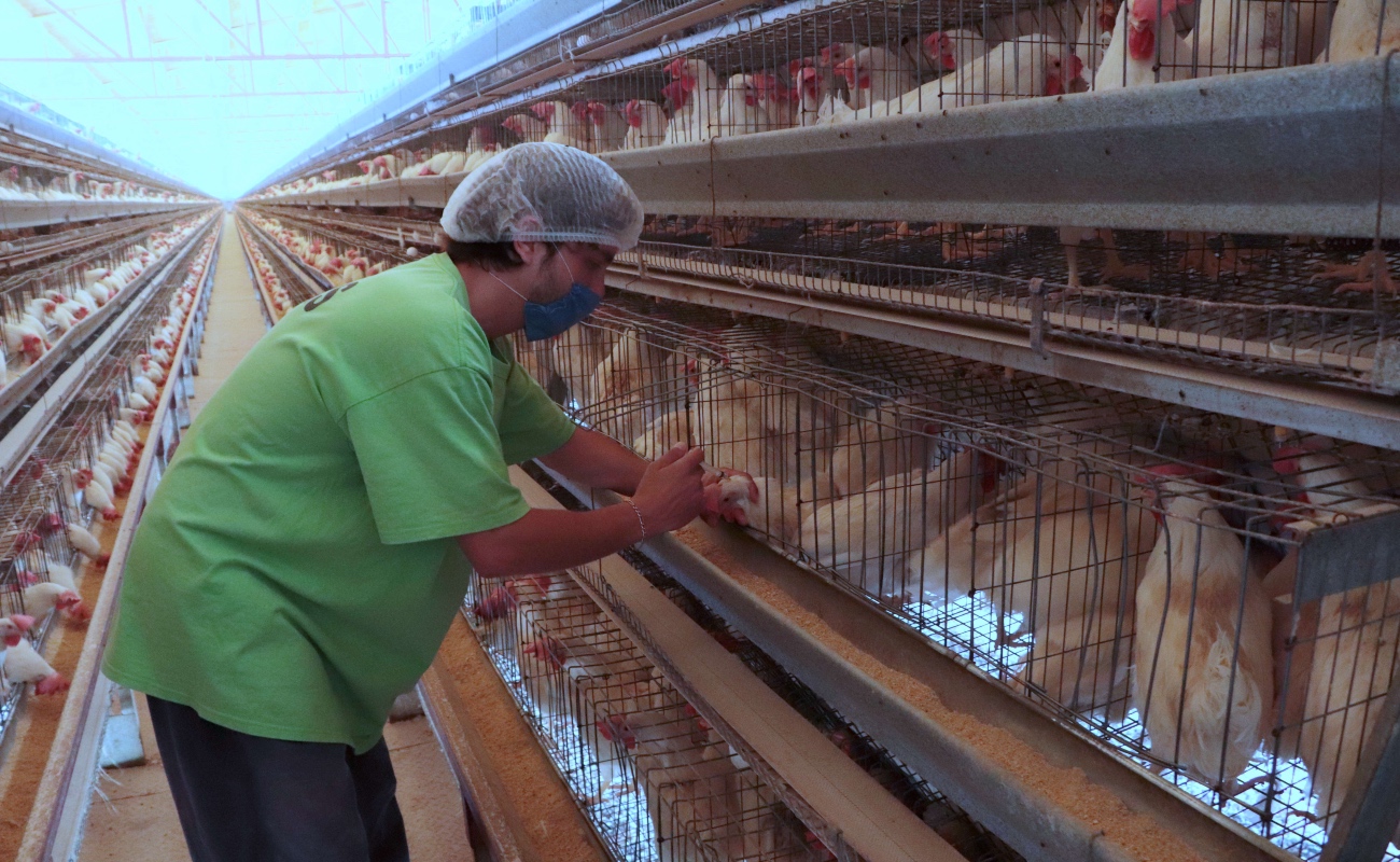 Ordena Senasica vacunación estratégica para proteger la producción avícola de la influenza aviar AH5N1