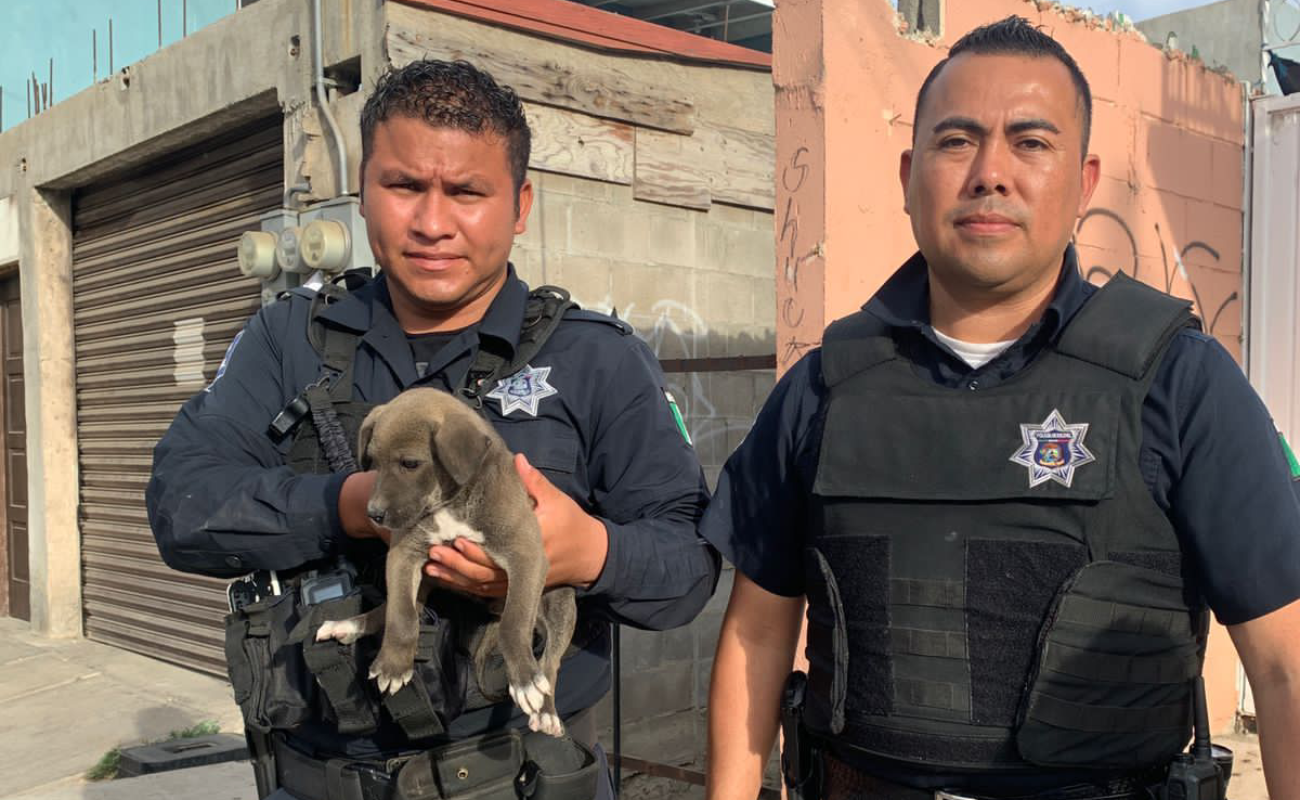 Videograban caso de maltrato animal en Ensenada