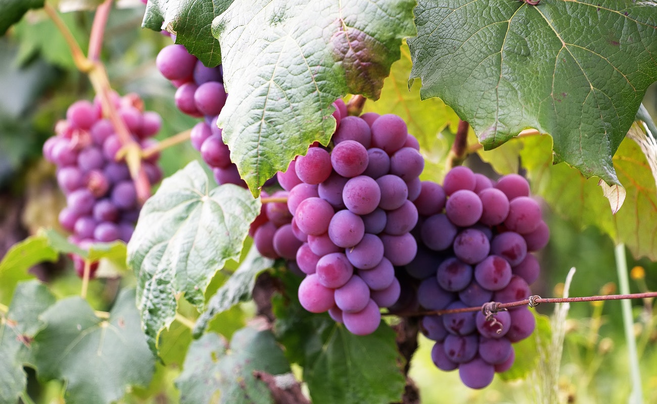 Desarrollan tecnología bajacaliforniana para optimizar producción de viñedos