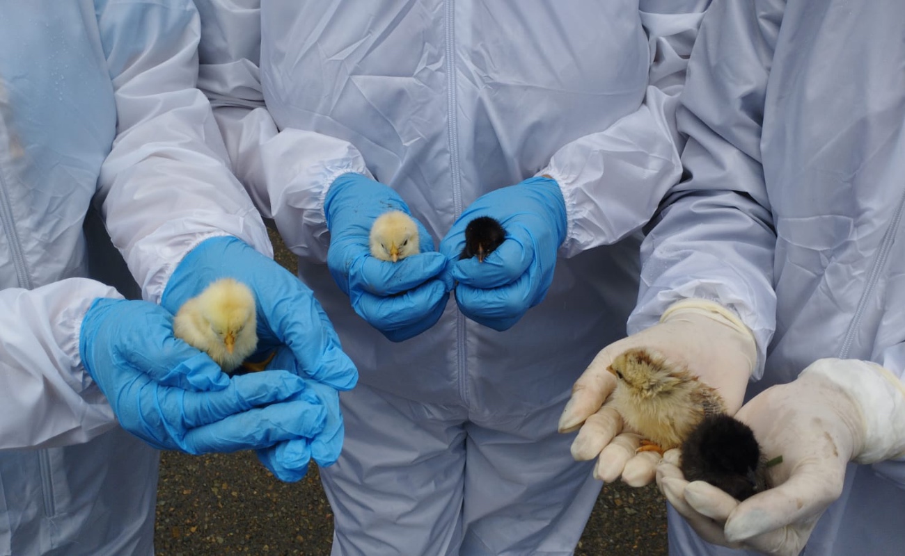 Confinan aves del Parque Morelos y contienen propagación de la gripe aviar
