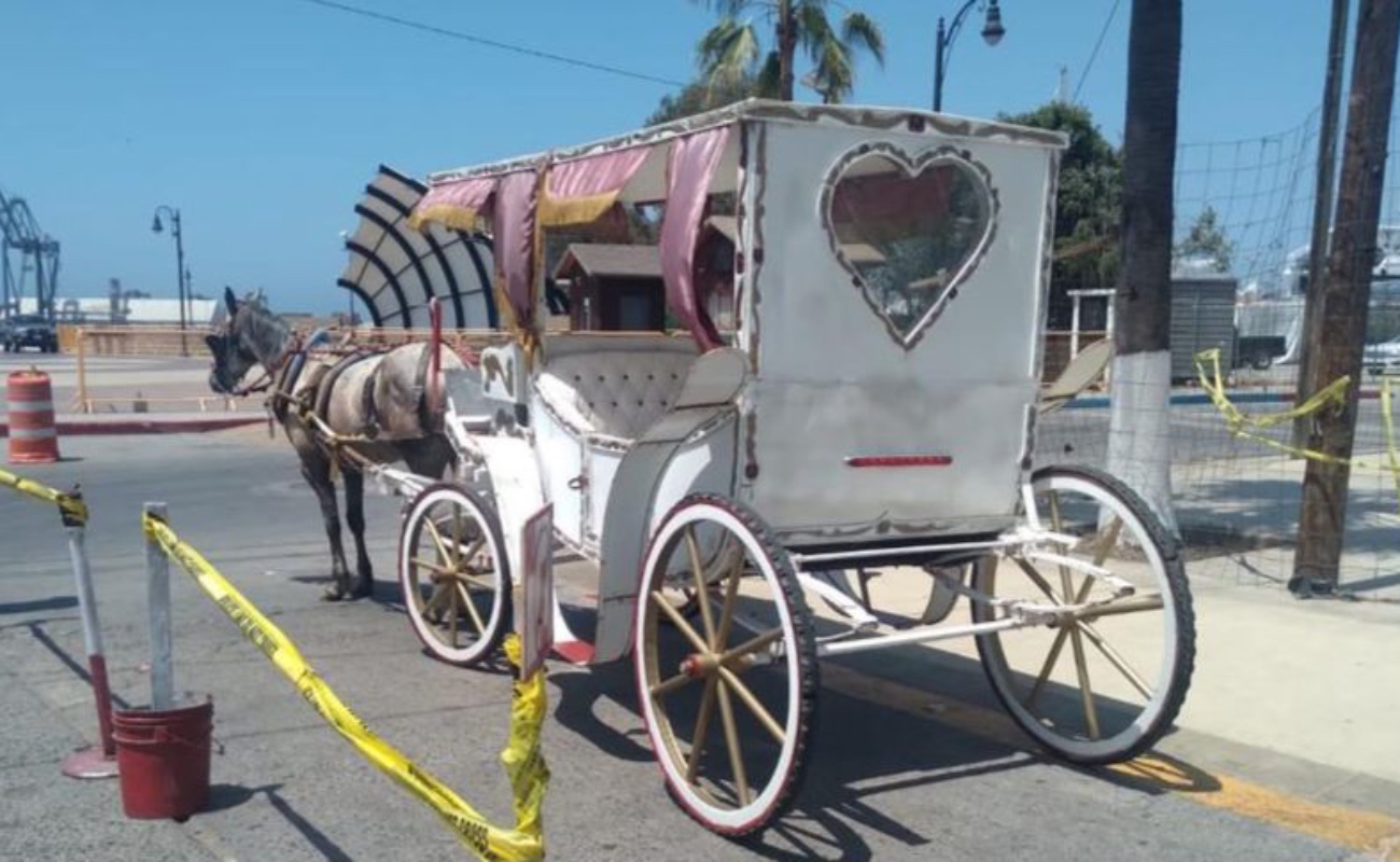 Trabaja Gobierno de Ensenada con Estado para erradicar calandrias con caballos