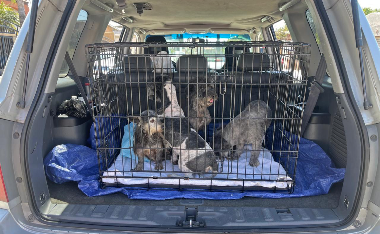 Rescatan a cuatro perritos víctimas de maltrato animal en Tecate