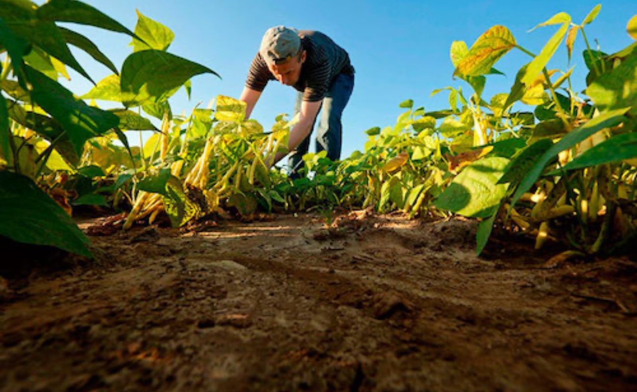 Apoyos directos a productores en este sexenio impulsaron la producción de alimentos y el bienestar en el campo