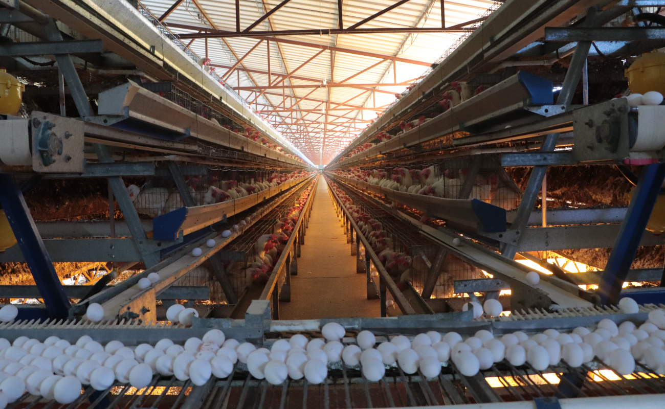 Ante Alerta por influenza aviar AH5N1 en Yucatán, fluye con normalidad producción, abasto de huevo y pollo