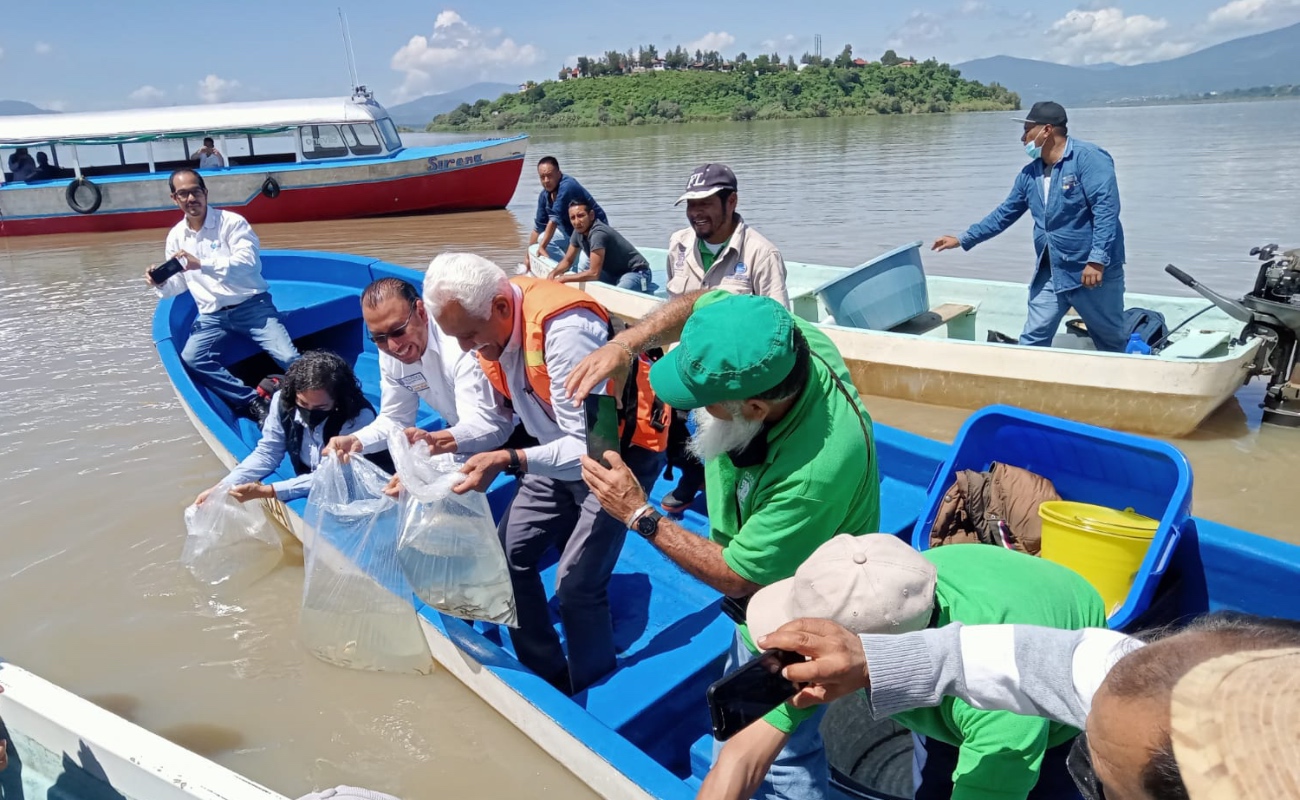 Desarrollan estrategia de producción de pescado blanco en el Lago de Pátzcuaro