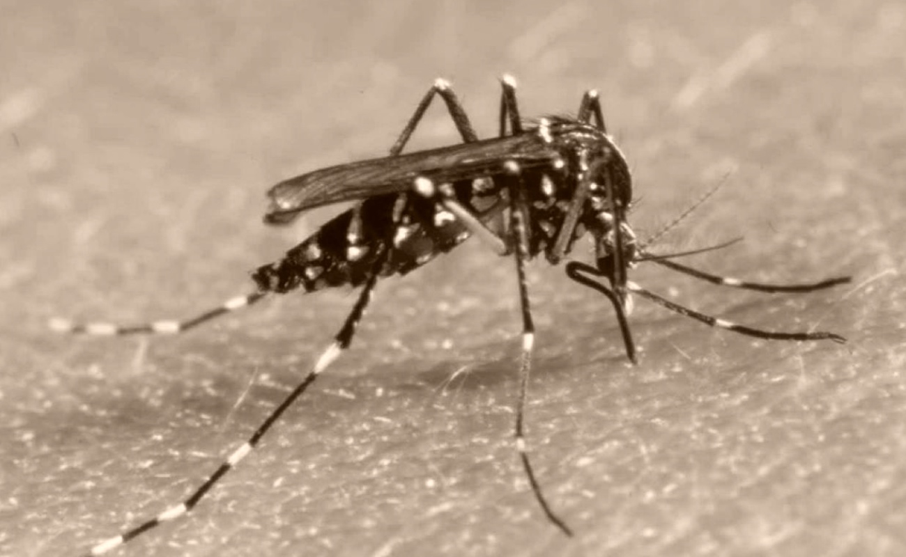 Advierten sobre reproducción de mosquito transmisor de dengue ante lluvia